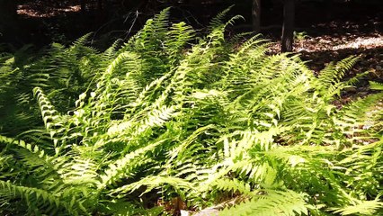 Rainforest trees and leaves
