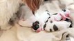 Shih Tzu Watches Over Sleeping Puppies