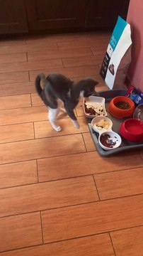 Kitten Goes Crazy Over Omelette