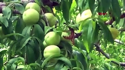 Bayramiç Beyazına Avrupa Birliği tescili