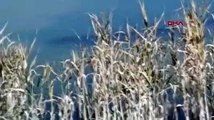 Tödürge Gölü'ndeki dev yayın balıkları kuşları ürküttü