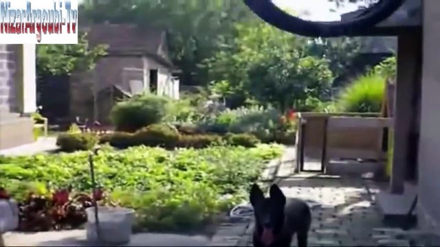 Berger Belge Malinois