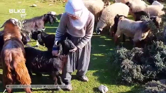 Fatma teyze Amanos Dağları eteklerinde yarım asırdır çobanlık yapıyor