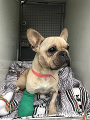 The moment stolen dog found with leg hanging off is reunited with her family for Christmas