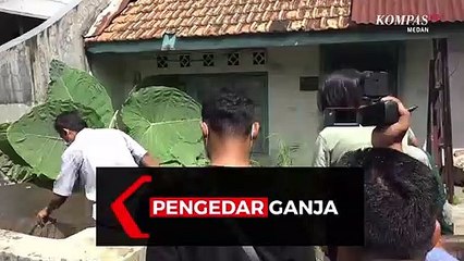 Detik-Detik Penangkapan Pengedar Ganja