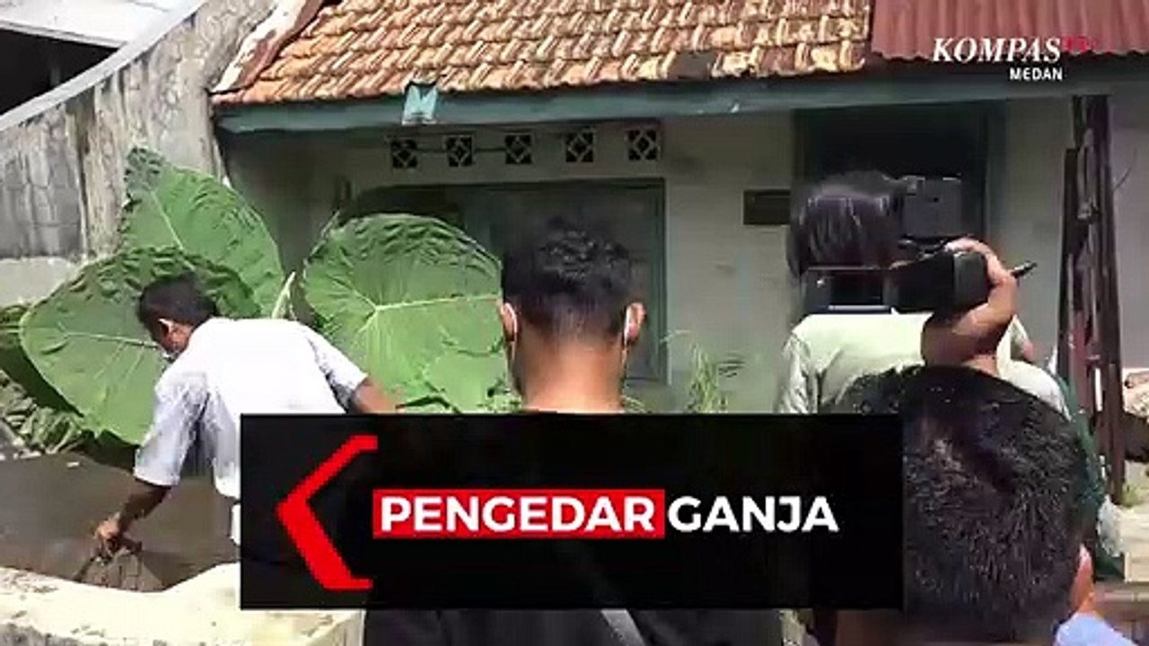 Detik-Detik Penangkapan Pengedar Ganja