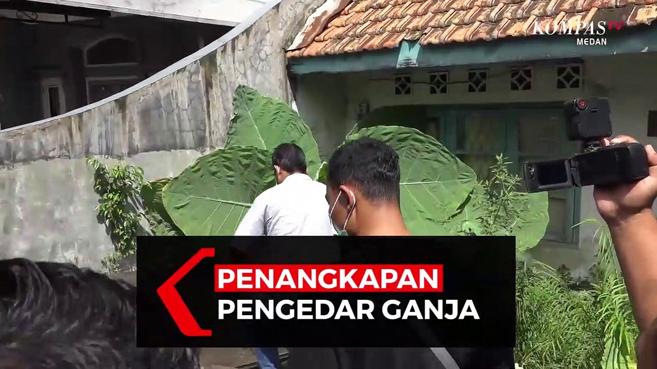 Kronologi Penangkapan Pengedar Ganja