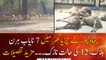 7 Rare Deer Found Dead In Bahawalpur Zoo, 12 others were critical