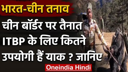 India-China Tension: LAC पर तैनात ITBP जवानों के लिए कितने उपयोगी हैं Yak? जानिए | वनइंडिया हिंदी