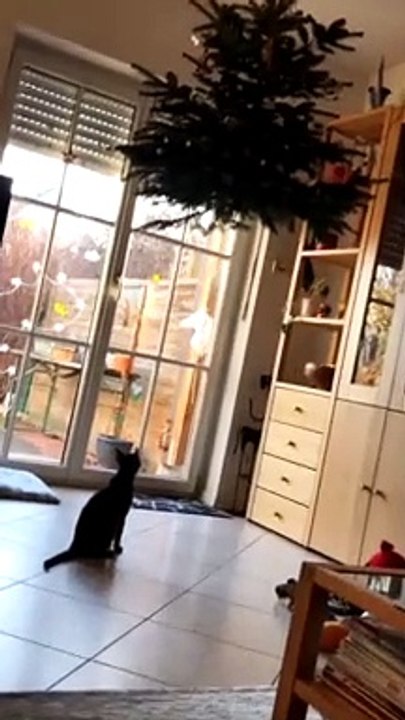 Hanging Christmas Tree Doesn't Deter Kitty