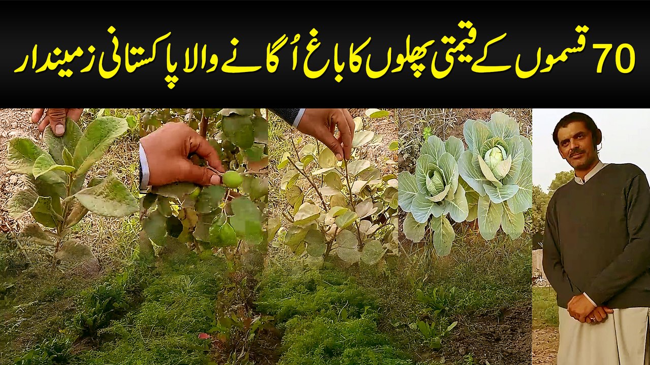 70 Types Ke Qeemti Phalon Ka Bagh Uganay Wala Pakistani Zamindar