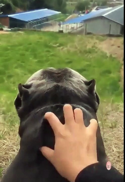 What I look like responding to affection | comedy | funny animal
