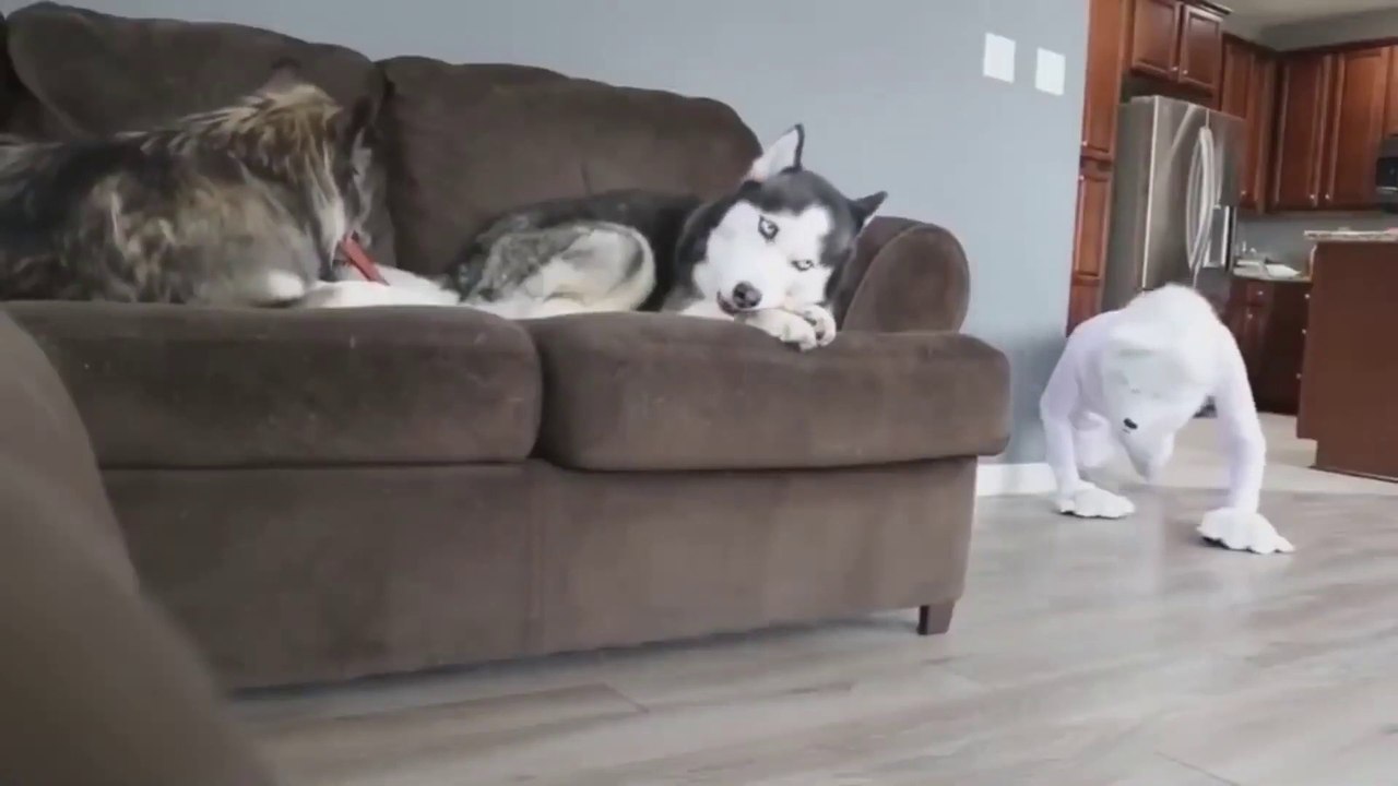 Dog Reaction to Cutting Cake 2020 - Funny Dog Cake Reaction Compilation