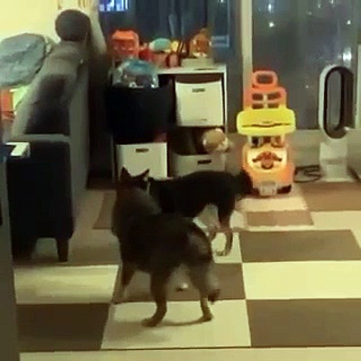 Fairy dance | I dare you not to laugh | comedy | funny animal