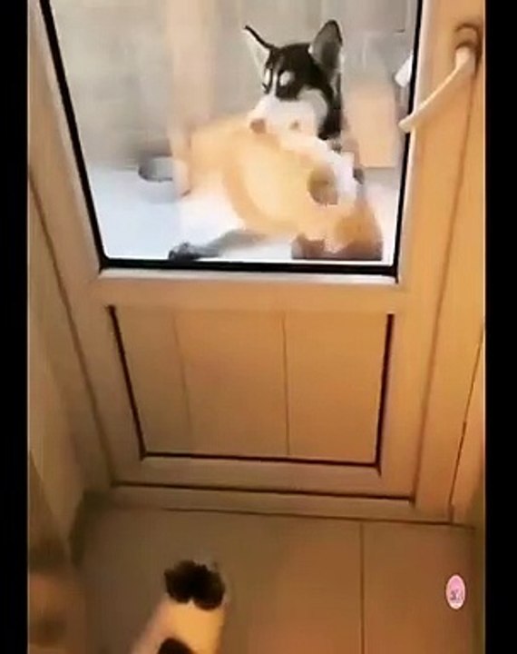what does it do | I dare you not to laugh | comedy | funny animal