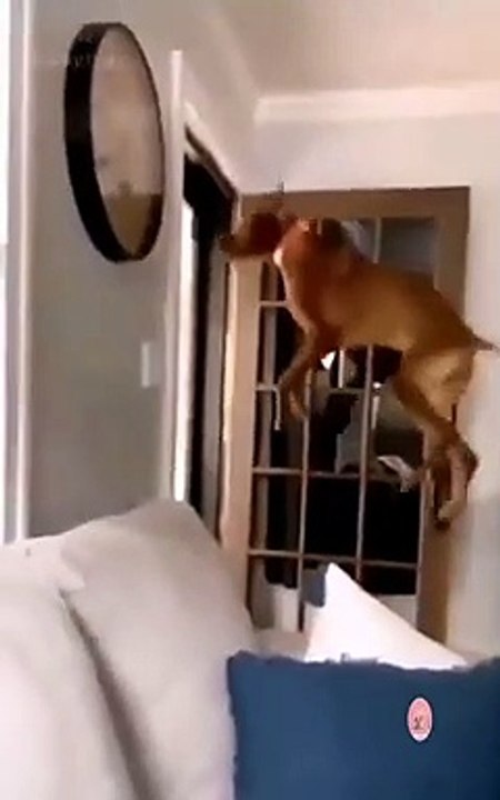 The dog is flying | I dare you to not laugh | comedy | funny animal