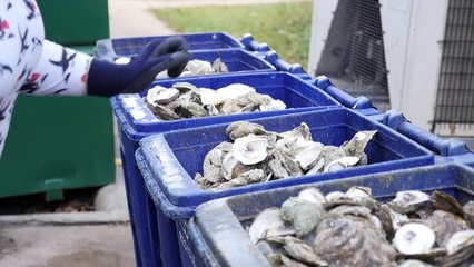 Umweltschutz mit Austernschalen