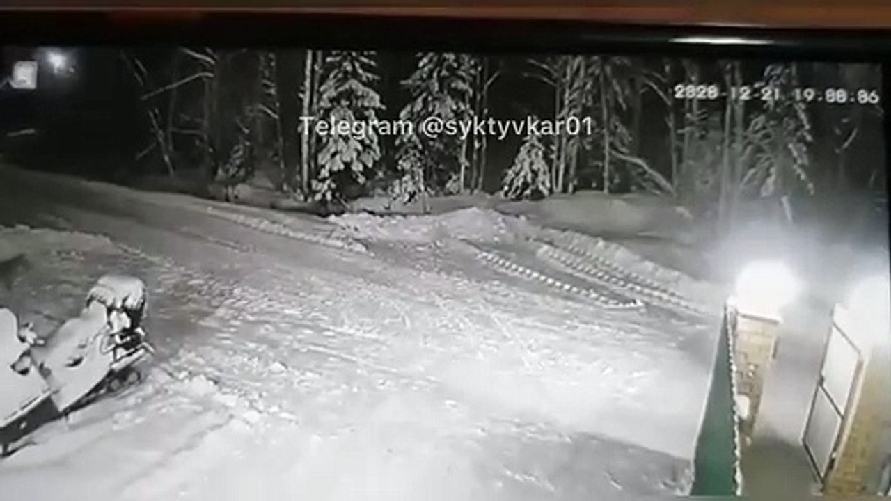 Russie: Un petit chien se sacrifie pour sauver la vie d’un enfant âgé de 10 ans menacé par un loup - VIDEO