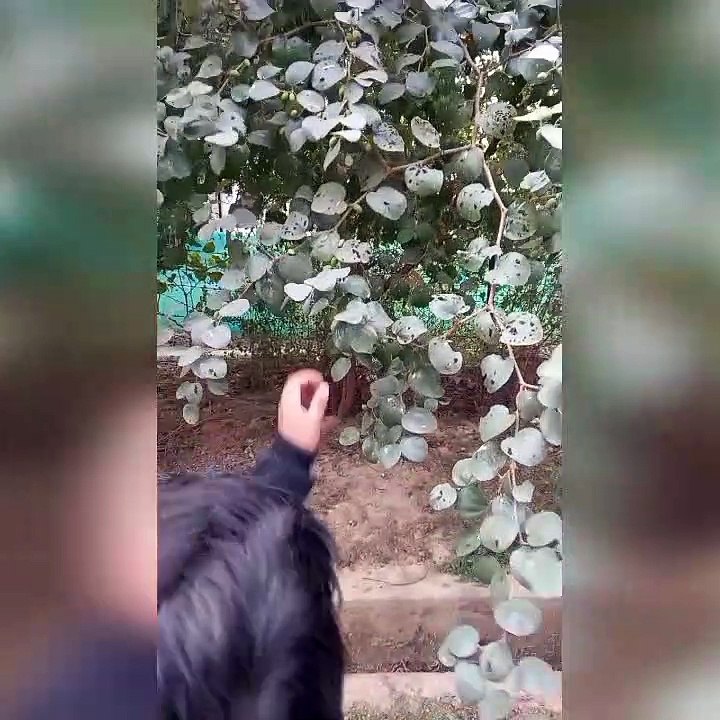बेरी के बेर मत तोड़ो