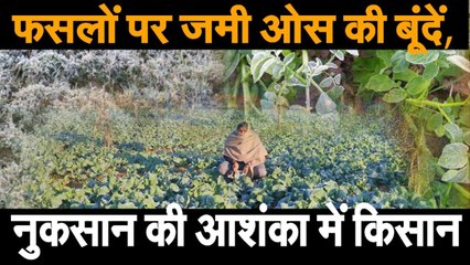 पाला पडऩे से जल रही फसलें