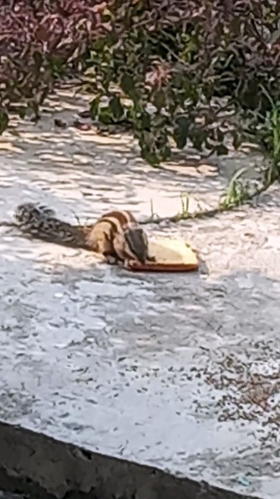 प्यारी गिलहरी