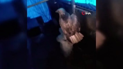 Tekirdağ’da 2020 yılında onlarca yabani hayvan tekrar doğaya kazandırıldı