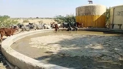 खुईयाला में पेयजल संकट, सुखी पड़ी पशु खेली