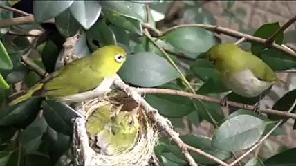 Sarang burung pleci dialam liar