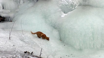 Red cat Tom conqueror of the glacier