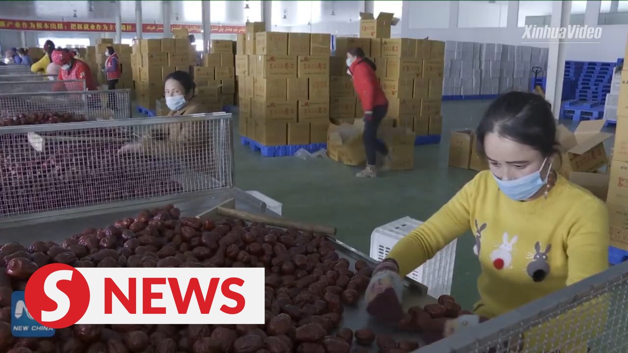 Villagers shake off poverty by growing jujubes...
