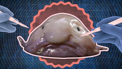What's inside a blobfish, the 'world's ugliest animal'