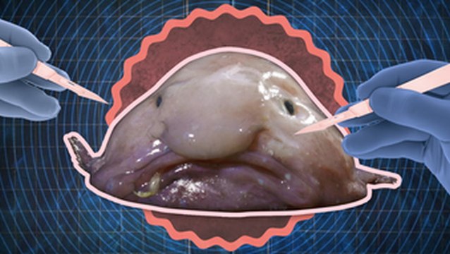 What's inside a blobfish, the 'world's ugliest animal'