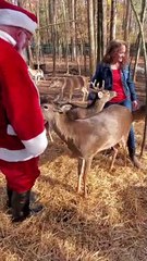 Santa Chooses Some Deer as Backup to Pull His Sleigh