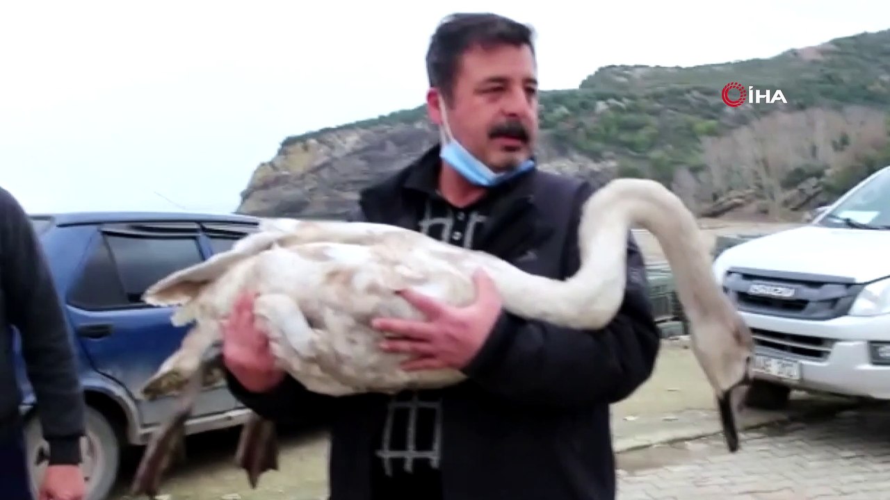 Tüfekle vurulan kuğu tedavi altına alındı