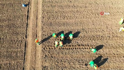 Konya'da tıbbi aromatik bitki yetişecek