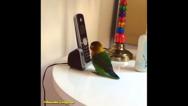 ببغاوات تلعب وتتكلم بطريقة مضحكة جدا اتحداك ان لا تضحك