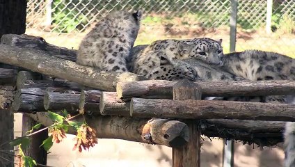 Episode 1 - Les panthères des neiges - The snow leopards