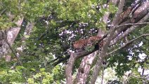 Episode 4 - Trois petites panthères de Chine du Nord. Three small panthers from North China.