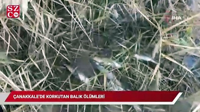 Çanakkale'de korkutan balık ölümleri
