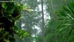 Rainforest Rain Sounds️ for Sleeping or Studying White Noise Rainstorm 1 Hours