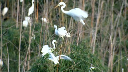 아시아가 인정한 울산 태화강 국가정원 / YTN