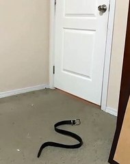 شاهد: امرأة تمزح مع زوجها باستخدام ثعبان مزيف