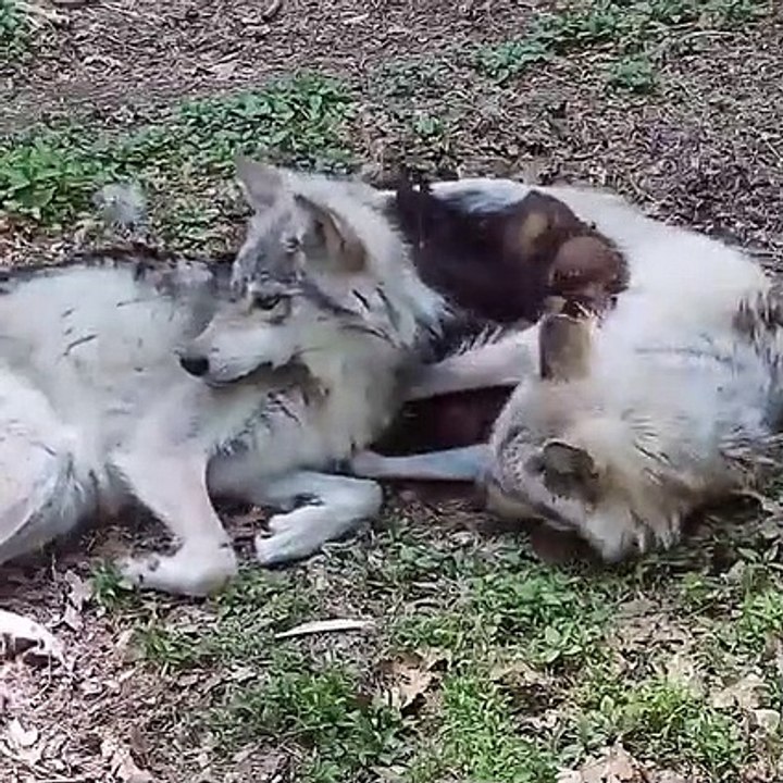 Une louve et un loup câlinent leurs bébés