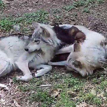 Une louve et un loup câlinent leurs bébés