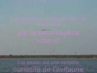 Flamant-rose
