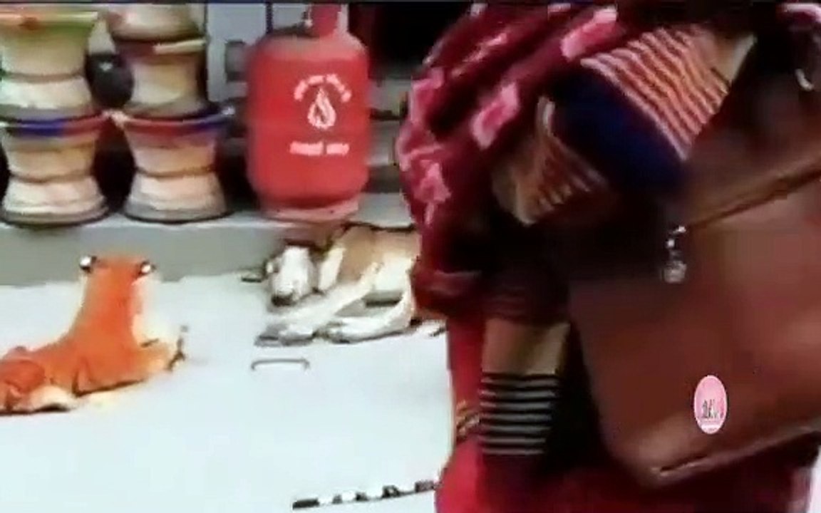 nightmare | I dare you to not laugh | comedy | funny animal