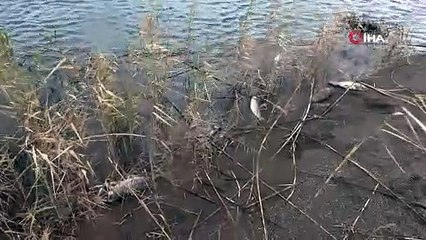 Çanakkale'de korkutan balık ölümleri