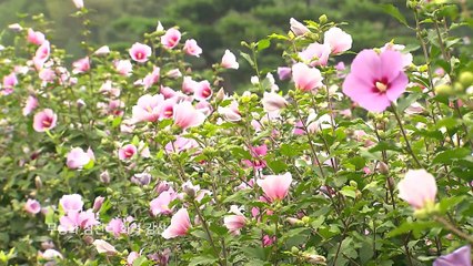 korea  patriotic song 대한민국 애국가   national anthem
