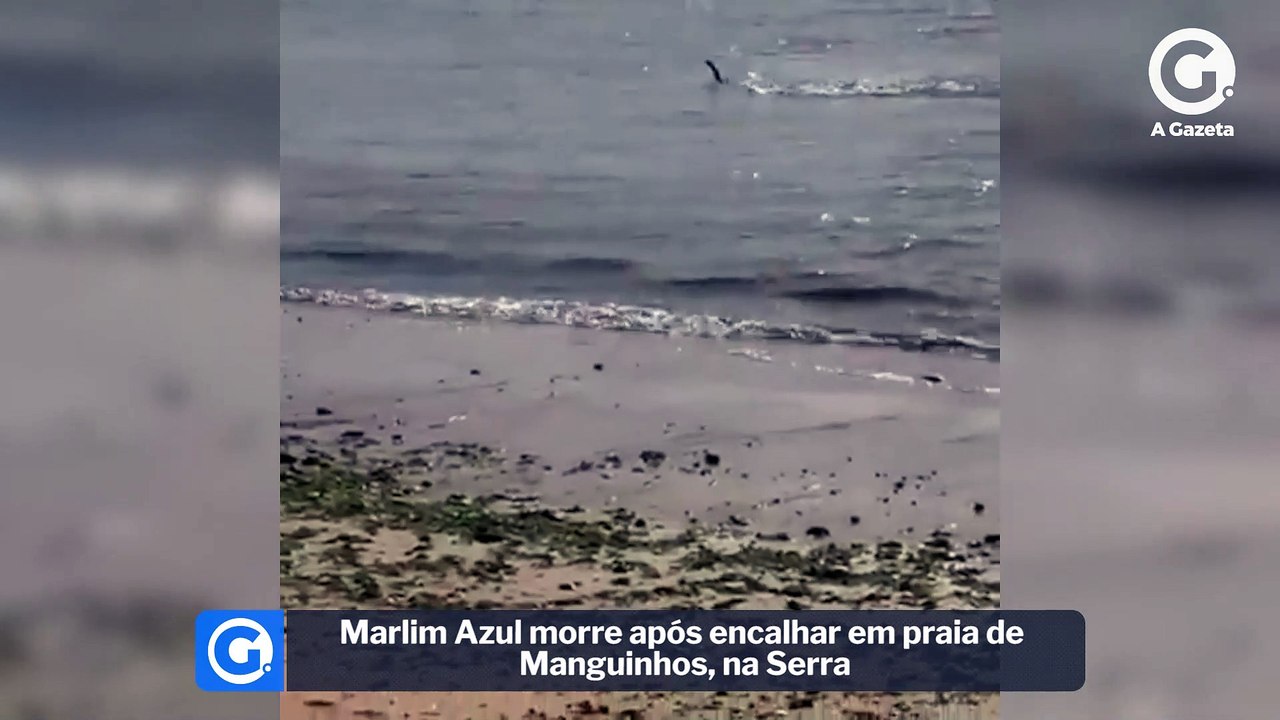 Marlim Azul morre após encalhar em praia de Manguinhos, na Serra
