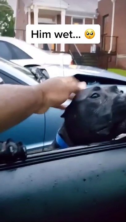Dog Funny #8